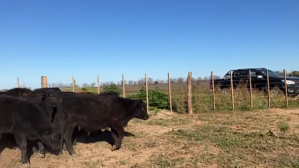 Lote 36 Terneros/as en Cañuelas, Buenos Aires