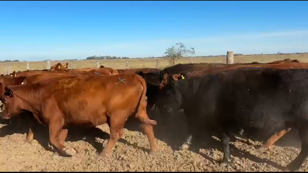 Lote 23 Vacas de invernar en La Carlota, Córdoba