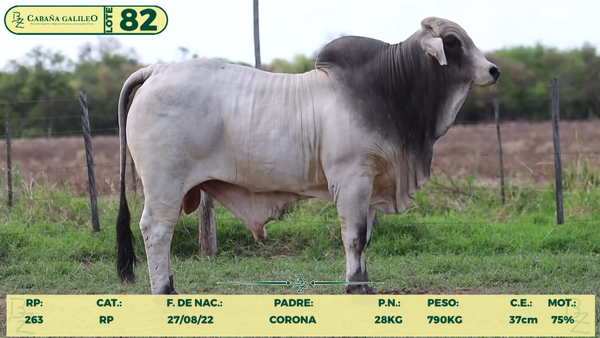 Lote LOTE 82