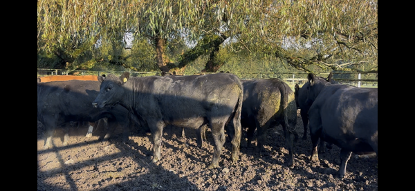 Lote 28 Vaquilla Gorda en Osorno, X Región Los Lagos