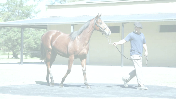 Lote AMPI BLUE (LE BLUES -  SEATTLE AMPI por  Seattle Fitz )