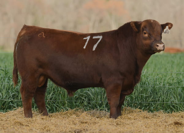 Lote TORO ANGUS PC