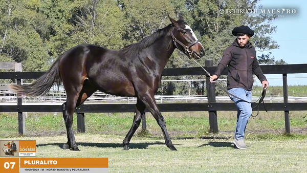 Lote PLURALITO