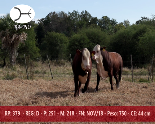 Lote BAPIO 379