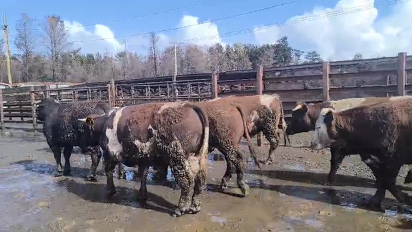 Lote 40 Novillo Gordo en Los Ángeles, VIII Región Biobío