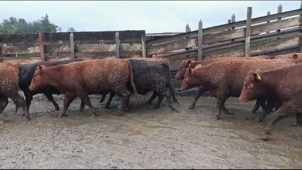 Lote 20 Vaquilla Gorda en Los Ángeles, VIII Región Biobío