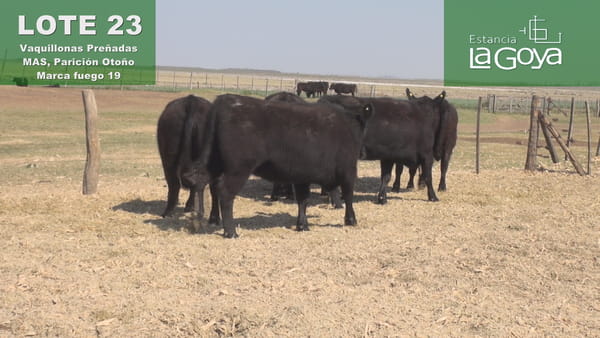 Lote VAQUILLONAS PREÑADAS MAS PARICIÓN OTOÑO