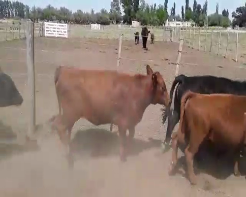 Lote 60 Terneros/as en Mayor Buratovich, Buenos Aires