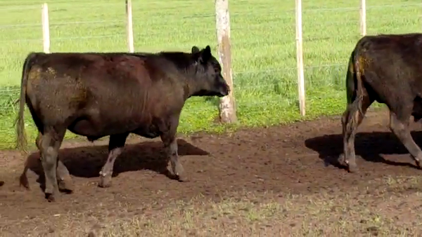 Lote 40 Novillitos en Buenos Aires, Chillar