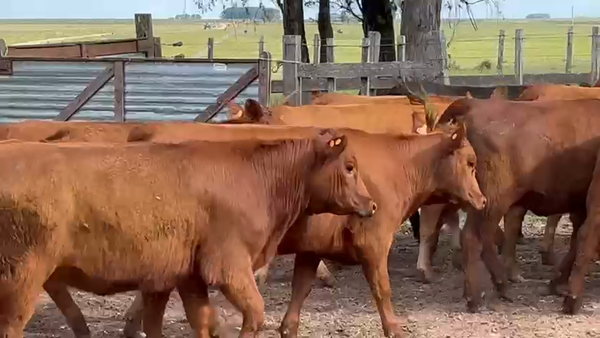 Lote 20 Terneras 297kg - , Artigas