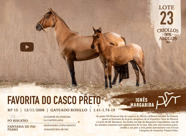 Lote FAVORITA DO CASCO PRETO RP 15