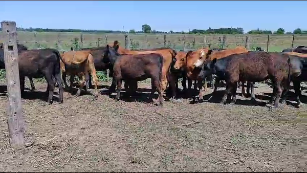 Lote 20 Terneras en Brandsen, Buenos Aires