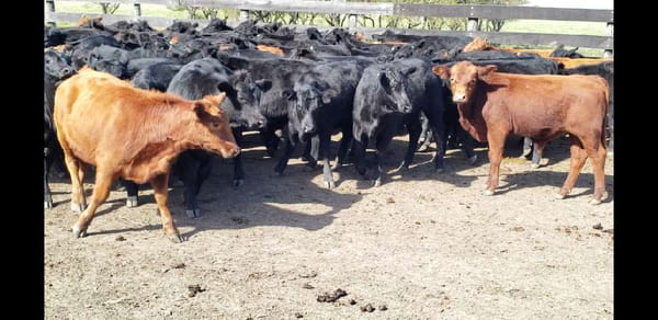 Lote 70 Terneros/as en Villaguay, Entre Ríos