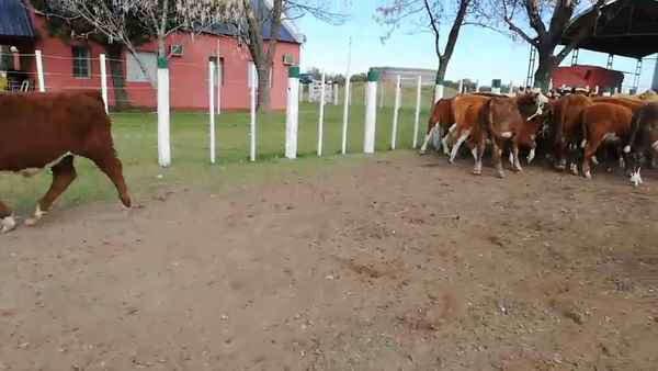 Lote 70 Terneros en Federal, Entre Ríos