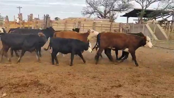 Lote 60 Terneras en Quimilí, Santiago del Estero