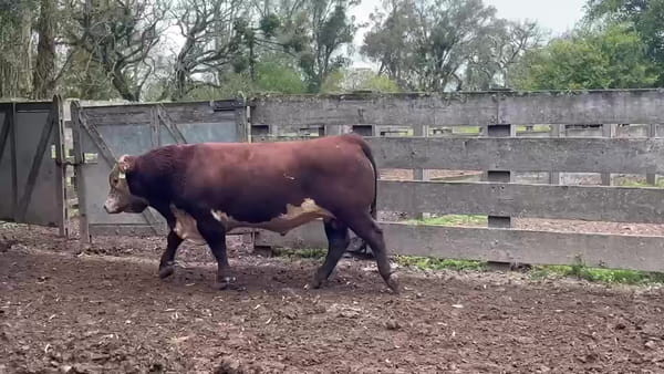 Lote Las Varges RP 289