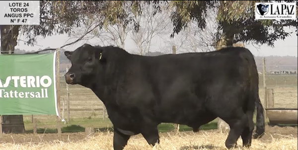 Lote TOROS PUROS POR CRUZA