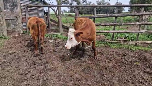 Lote 2 Vaca 300kg - , San José
