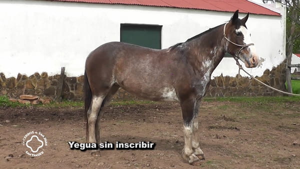 Lote Chocolina