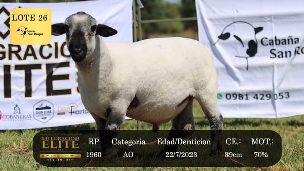Lote LOTE 26