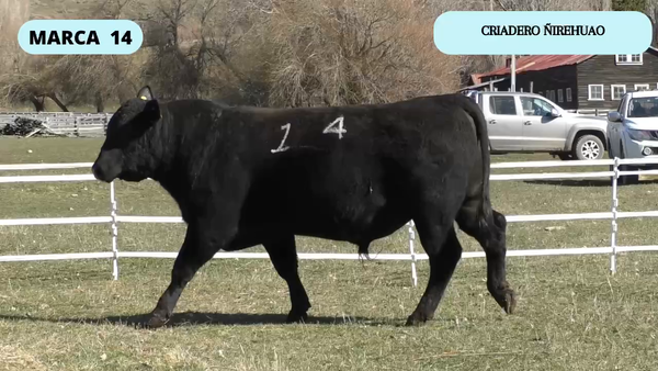 Lote 1 Toro en Coyhaique, XI Región Aysén
