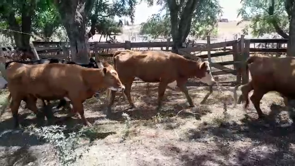 Lote 30 Piezas de cría CRUZAS CARNICERAS en CAÑADA GRANDE