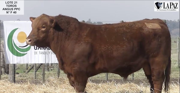 Lote TOROS PUROS POR CRUZA