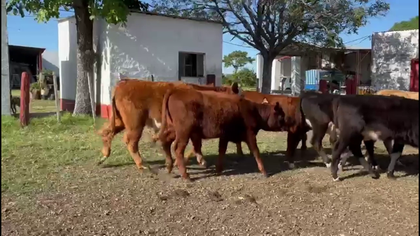 Lote TERNEROS Y TERNERAS