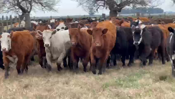 Lote 70 Terneras en Dolores, Buenos Aires