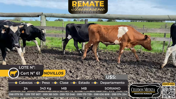 Lote 24 Novillos en Soriano