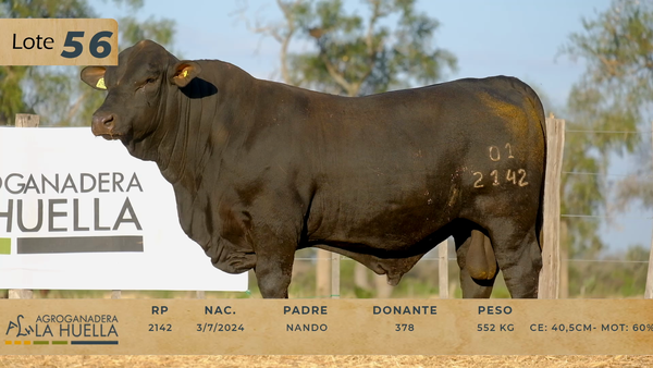 Lote LOTE 56