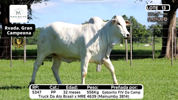 Lote Nacional Nelore Campo - Lote 13