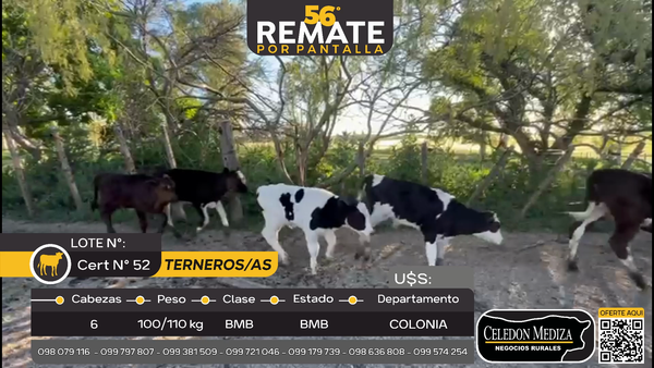 Lote 6 Terneros y Terneras en  San Pedro, Colonia