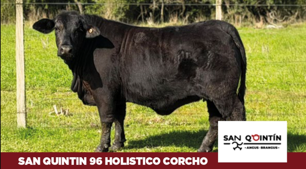 Lote San Quintin