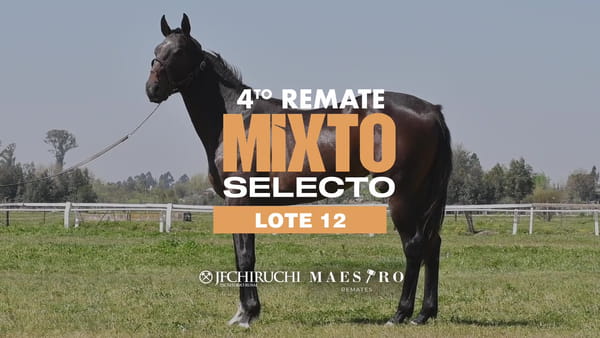 Lote HOPE FEVER