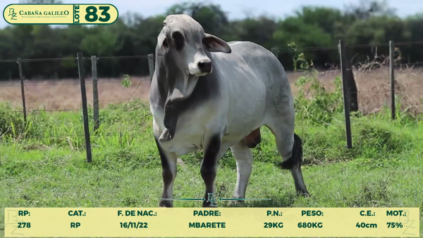 Lote LOTE 83
