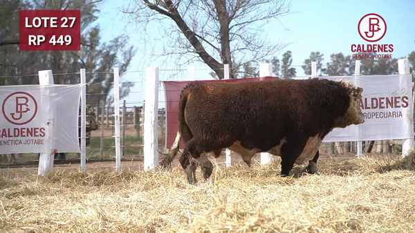 Lote Toro PR