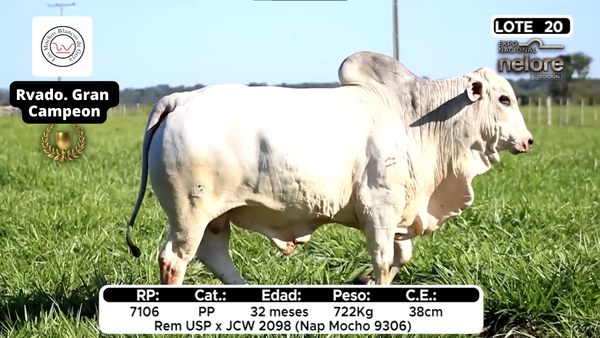 Lote Nacional Nelore Campo - Lote 20