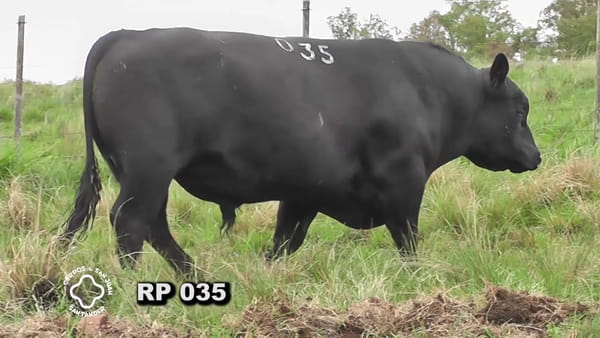 Lote Toro 3 años | S.A.