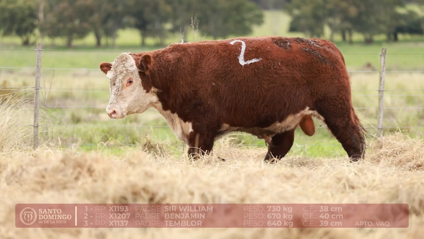 Lote ORDEN 15 TOROS PP