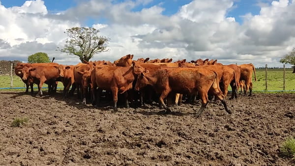Lote Vacas PO entoradas