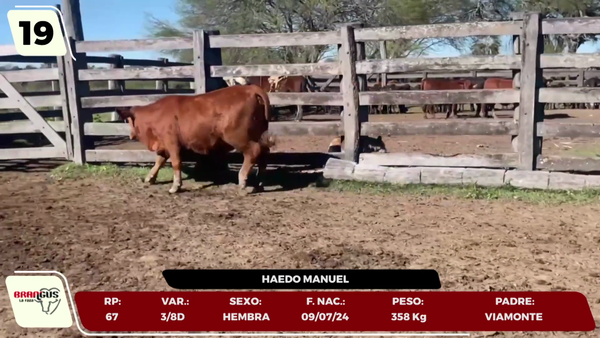 Lote LOTE 19 - JUNIOR