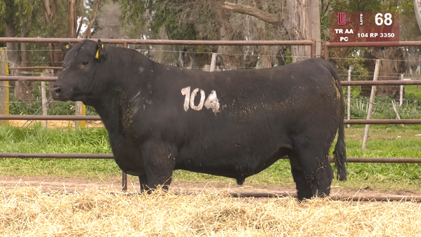 104 3350 — TOROS ANGUS NEGROS  PC