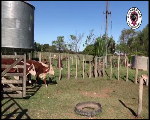 Lote 20 Terneras de 215 Kg