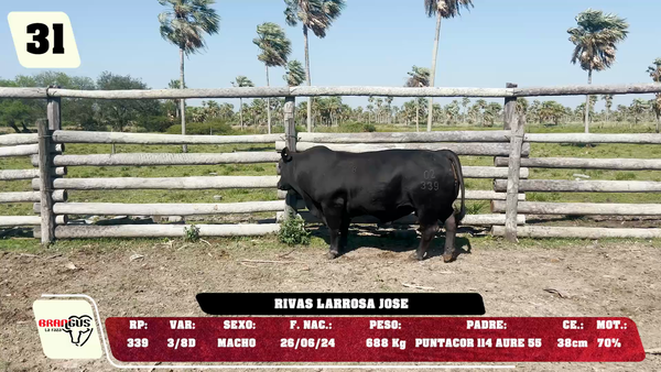 Lote LOTE 31 - DE CAMPO