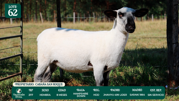 Lote LOTE 62