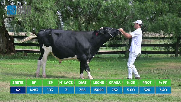Lote Toros, Florida