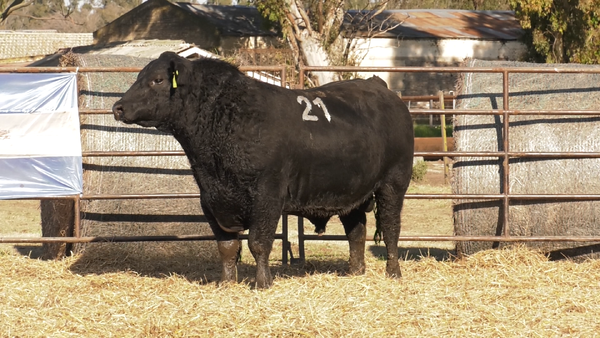 Lote TOROS ANGUS NEGROS  PC