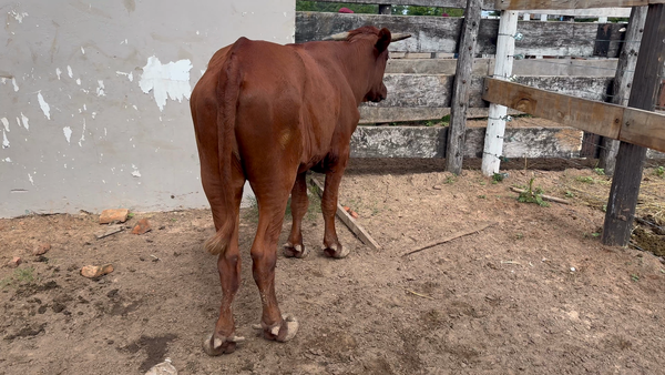 Lote 1 Novillos