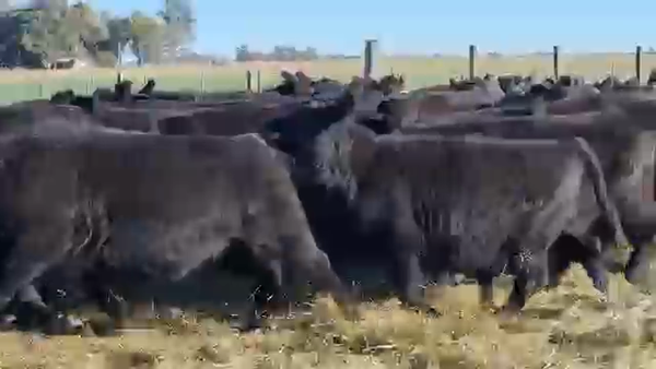 Lote 70 Terneras en Dolores, Buenos Aires